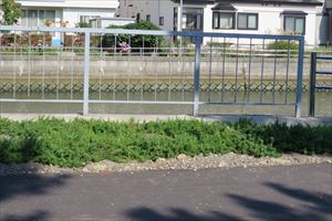 柳川ポンプ場裏の制水門上流側草取り後の様子